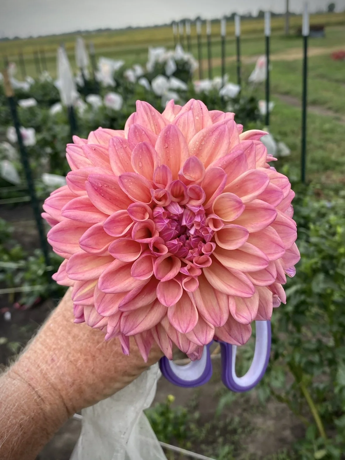 Dahlia Ferncliff Copper