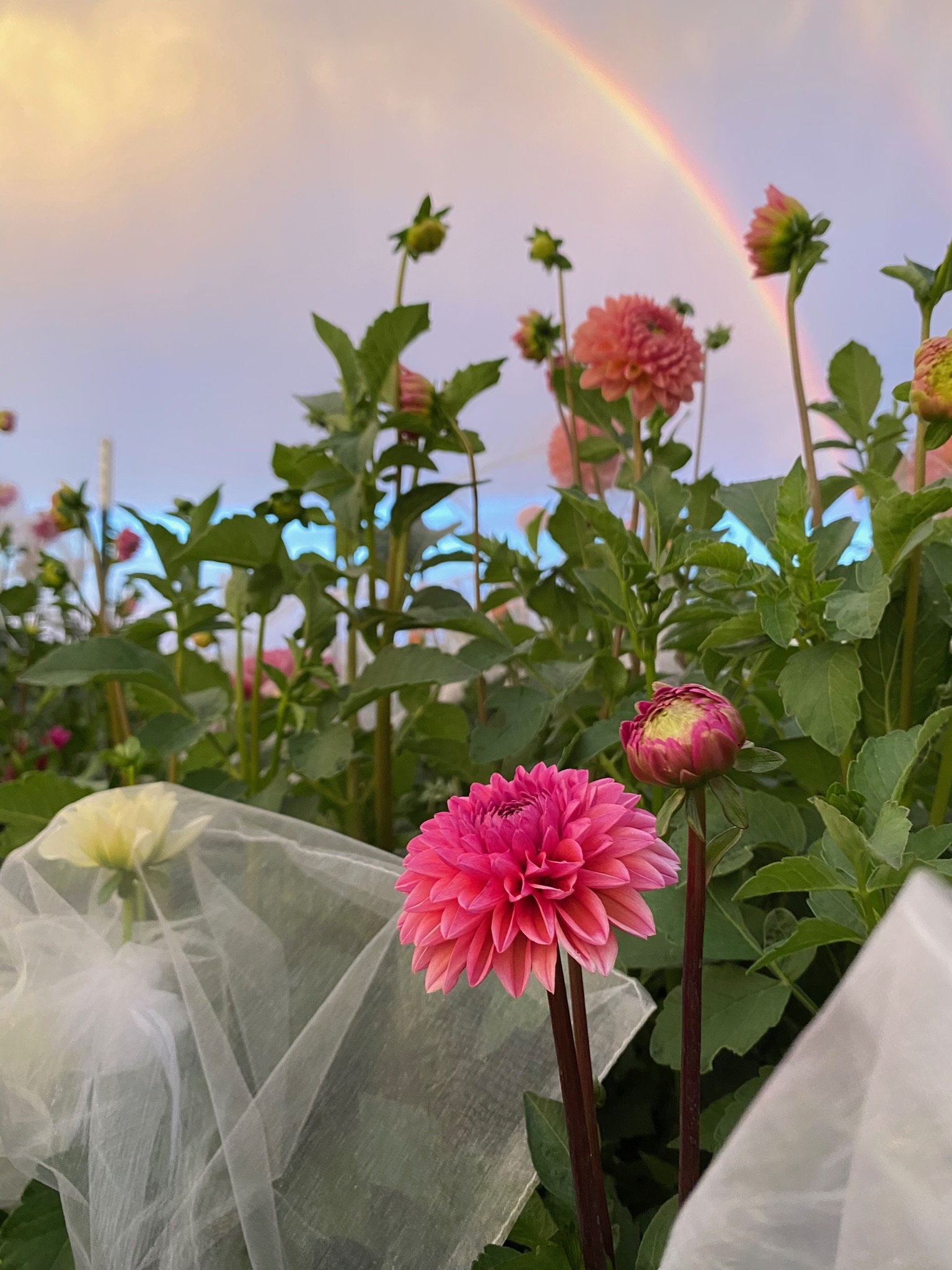Dahlia Daisy Duke