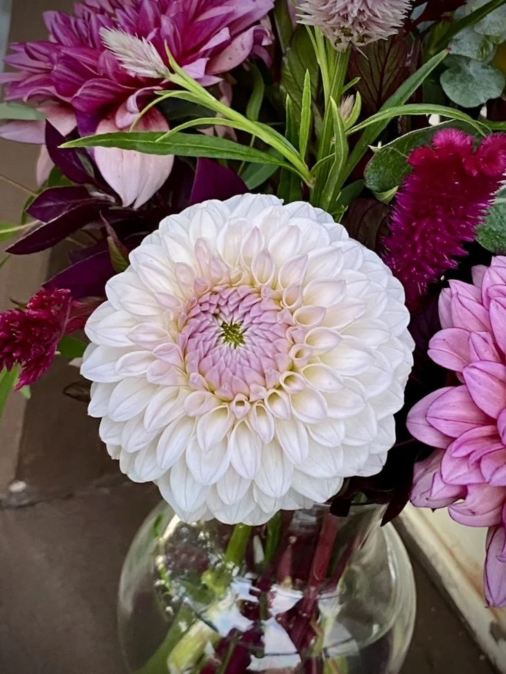 Dahlia Bloomquist Tori P (Limit 1)