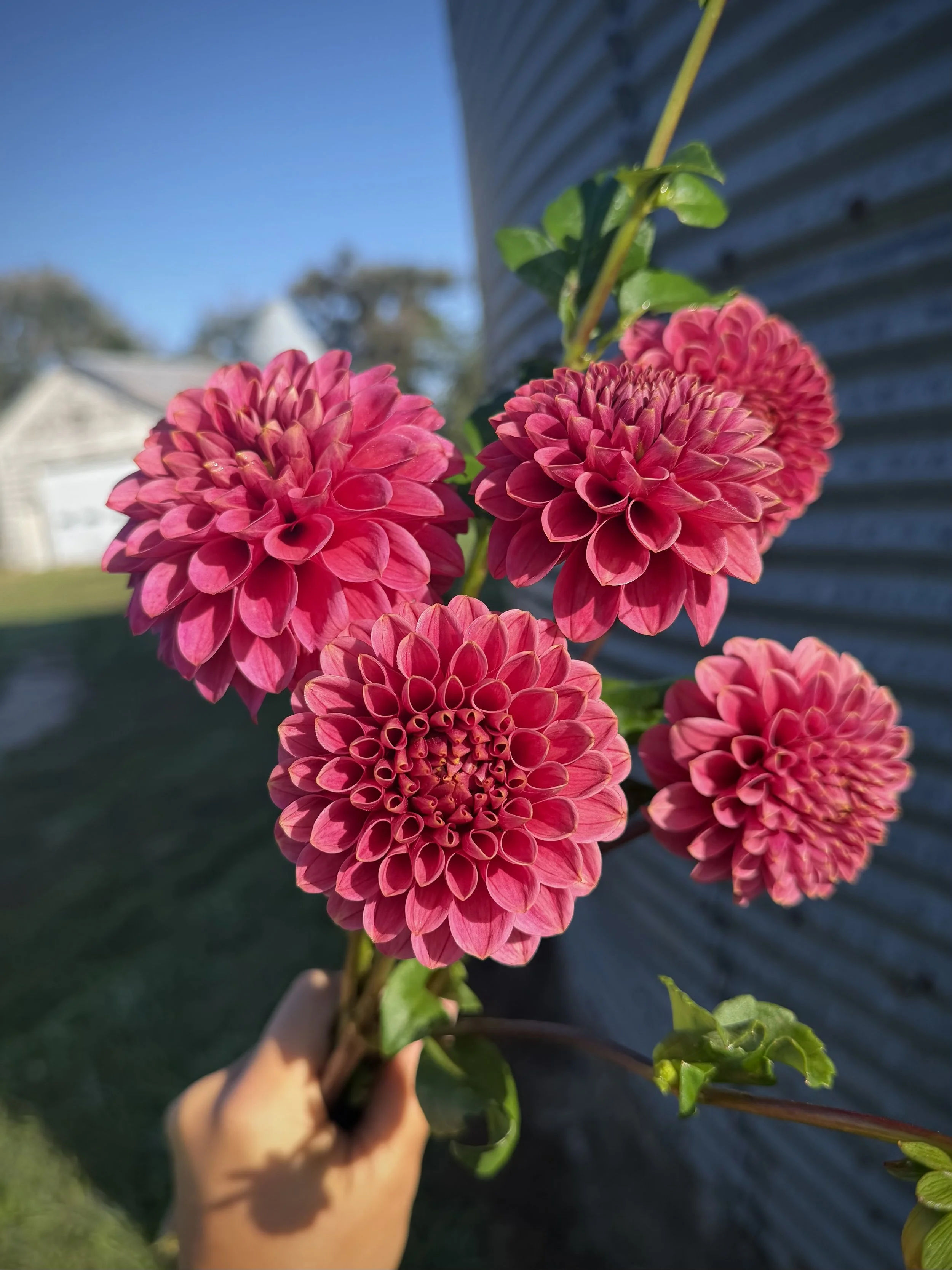 IMG_7129.jpeg