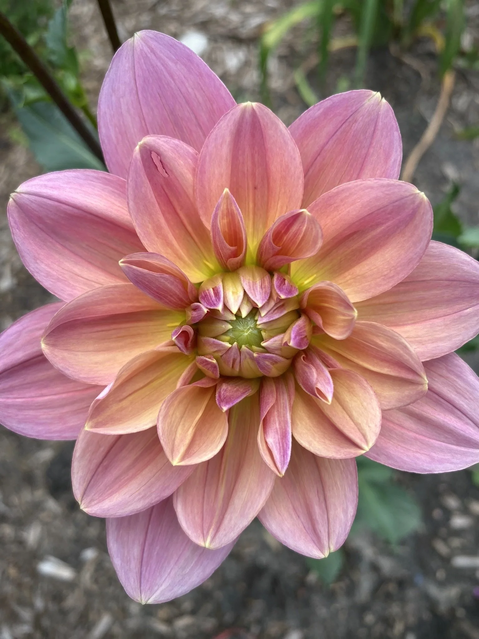 Dahlia My Forever
