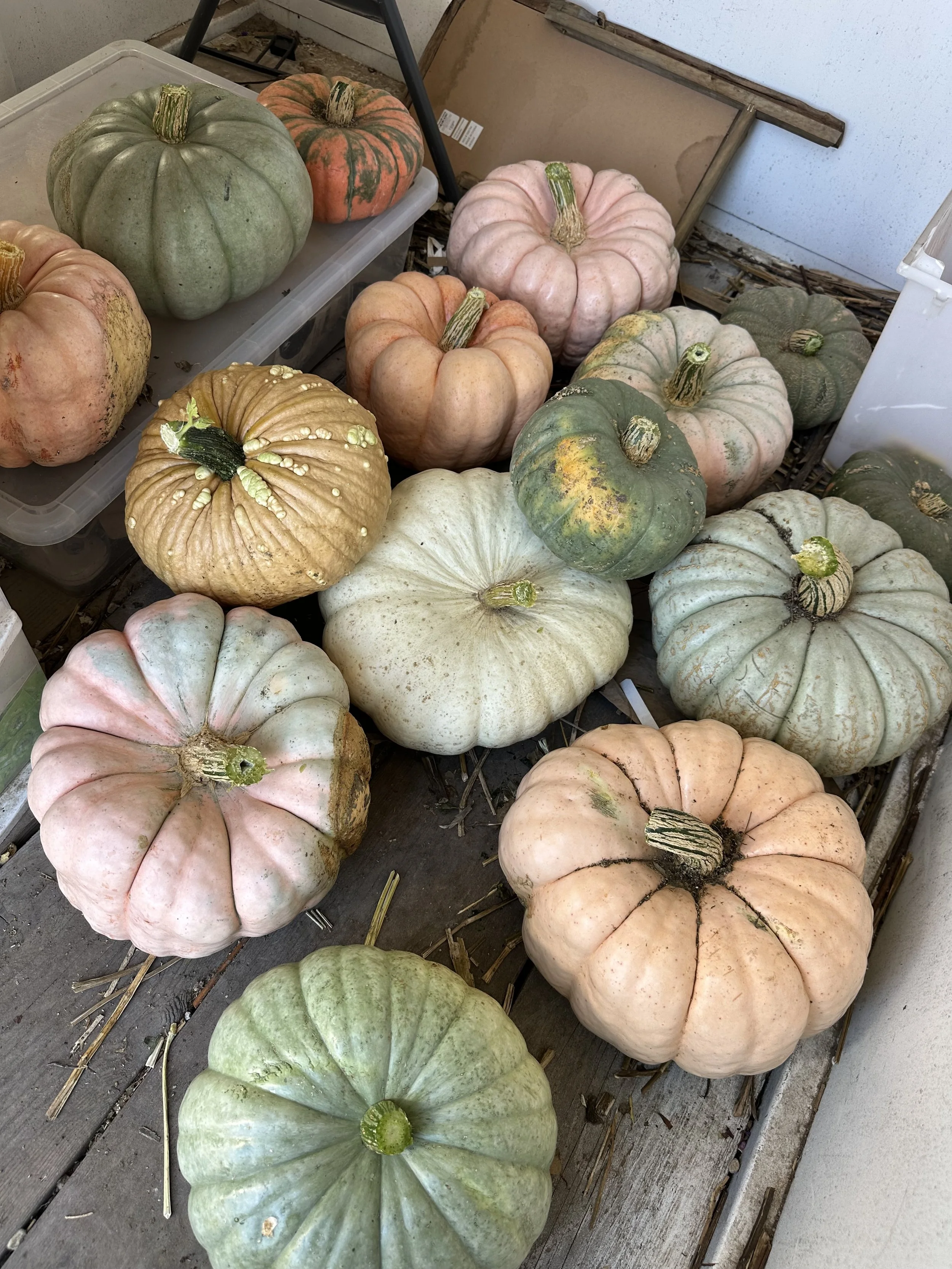 The Little Pumpkin Harvest