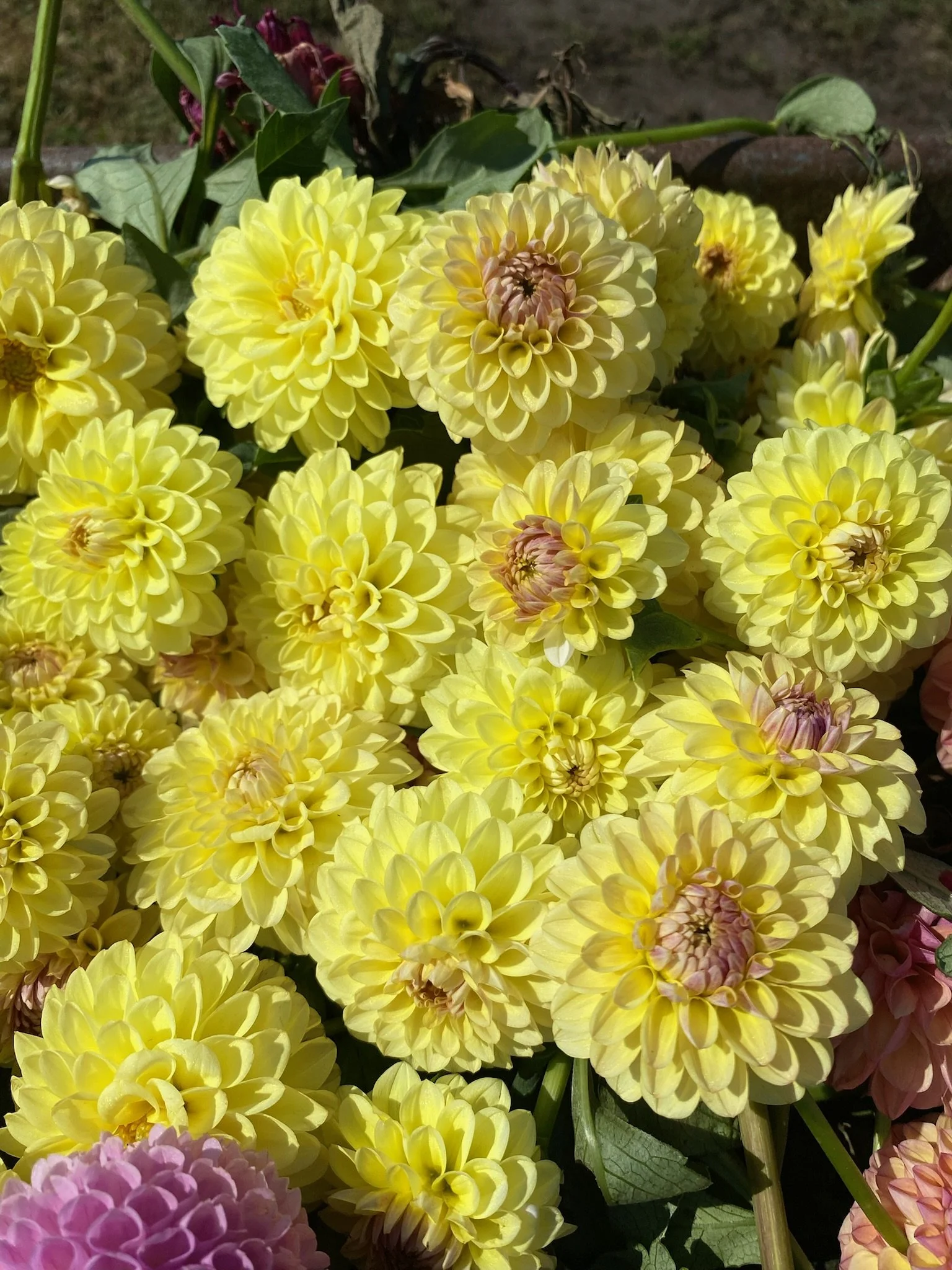 Dahlia CoseyTown Gale