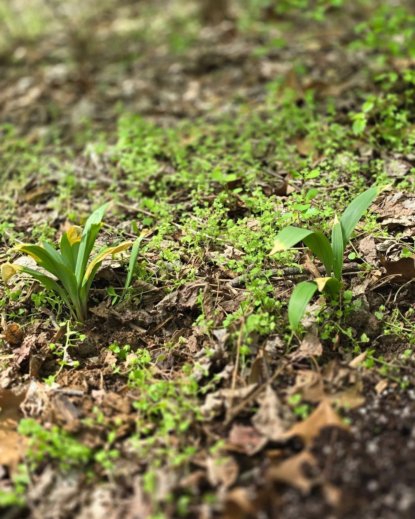 Happy Earth Day!

@chefinitup went out to start some new patches this weekend and said he came across his first motel of the season!! Woop woop, hopefully won't be to long now till they are on the menu! 

Thanks to everyone that helped us get transpl