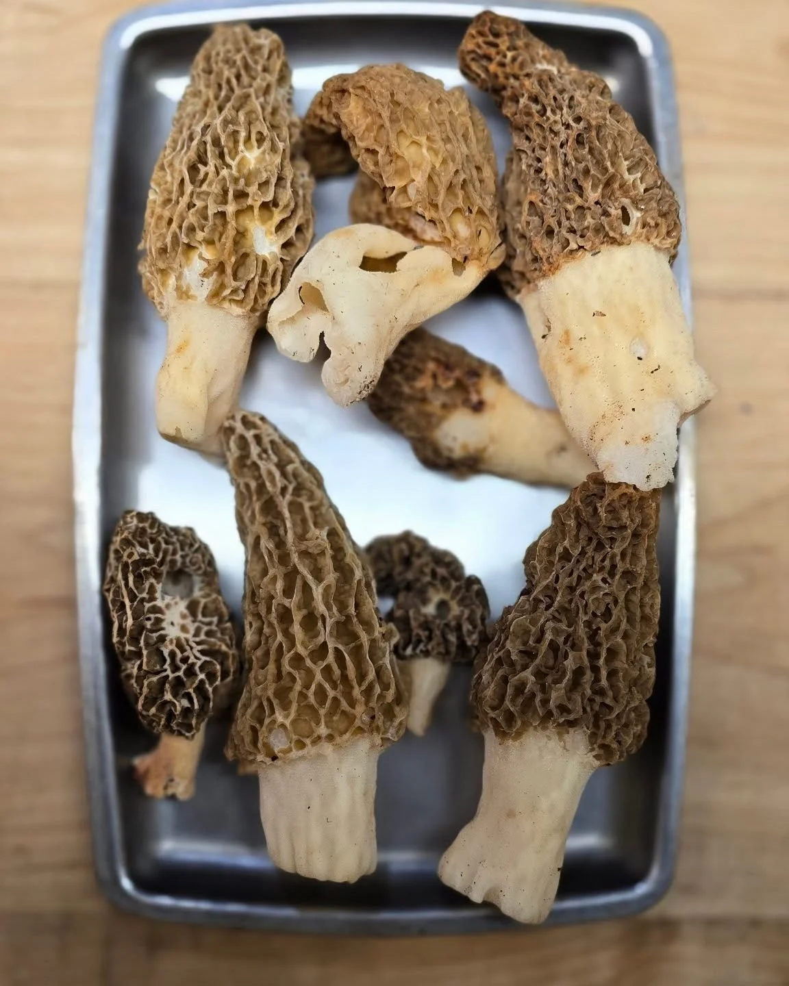 We slowly are seeing morels start coming in, hopefully with this rain coming we will see a lot more!!

Anyone else having luck yet?
