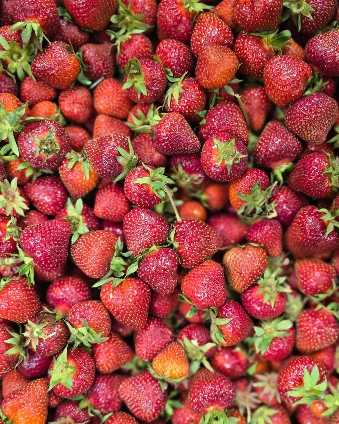 @shaw_orchards bringing us some sunshine on this rainy day!! The first of the strawberries are here and let us tell you...... they are delicious 

Come eat them!