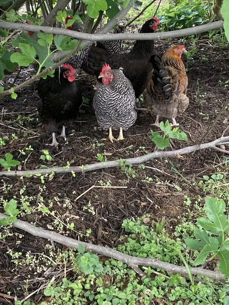 Group of five chickens, including a barred rock, two black and red hens, and two brown hens, standing on dirt ground under bushes.