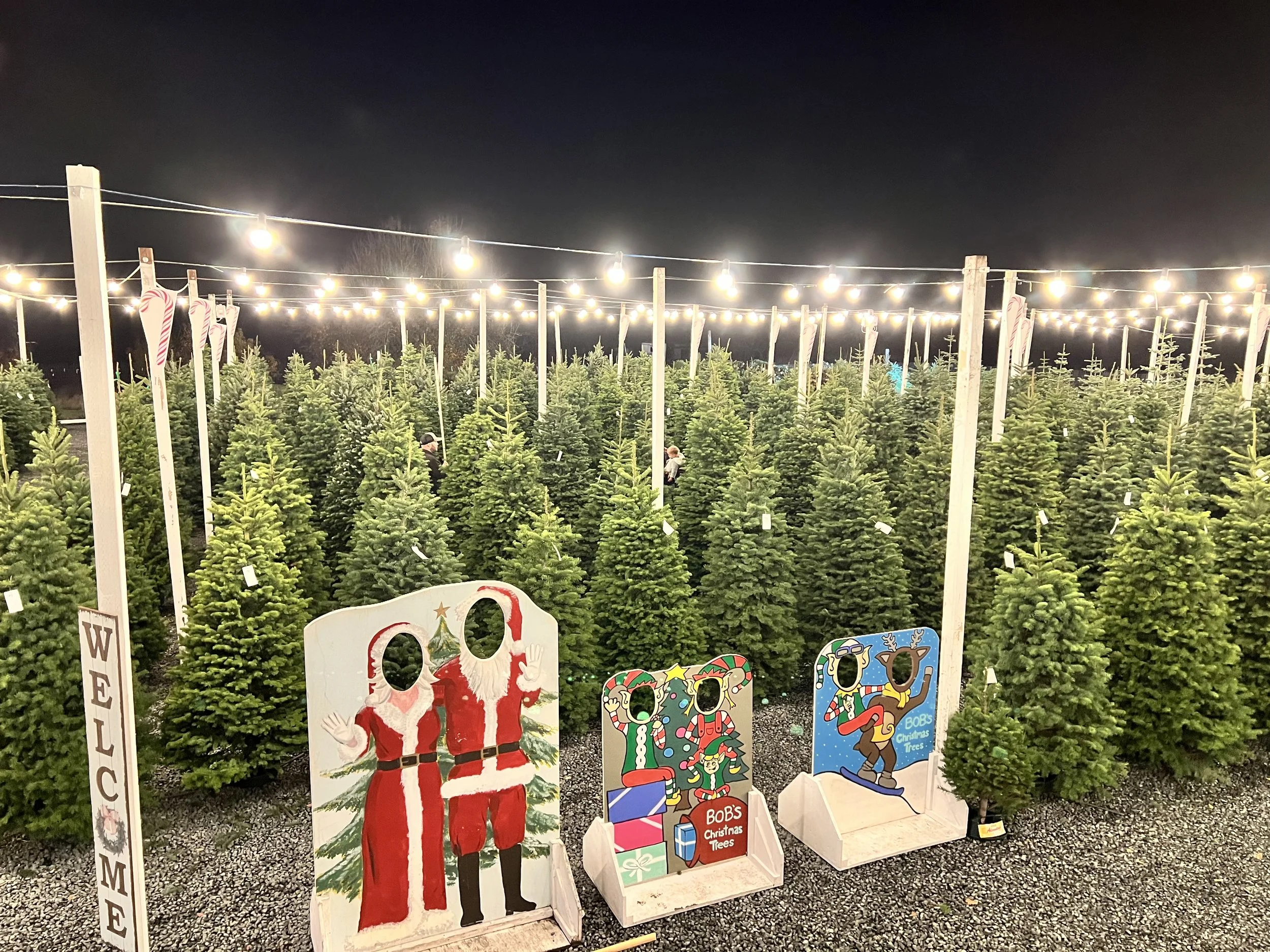 A Christmas tree lot at night with string lights overhead, decorated holiday signs, and a row of Christmas trees for sale.