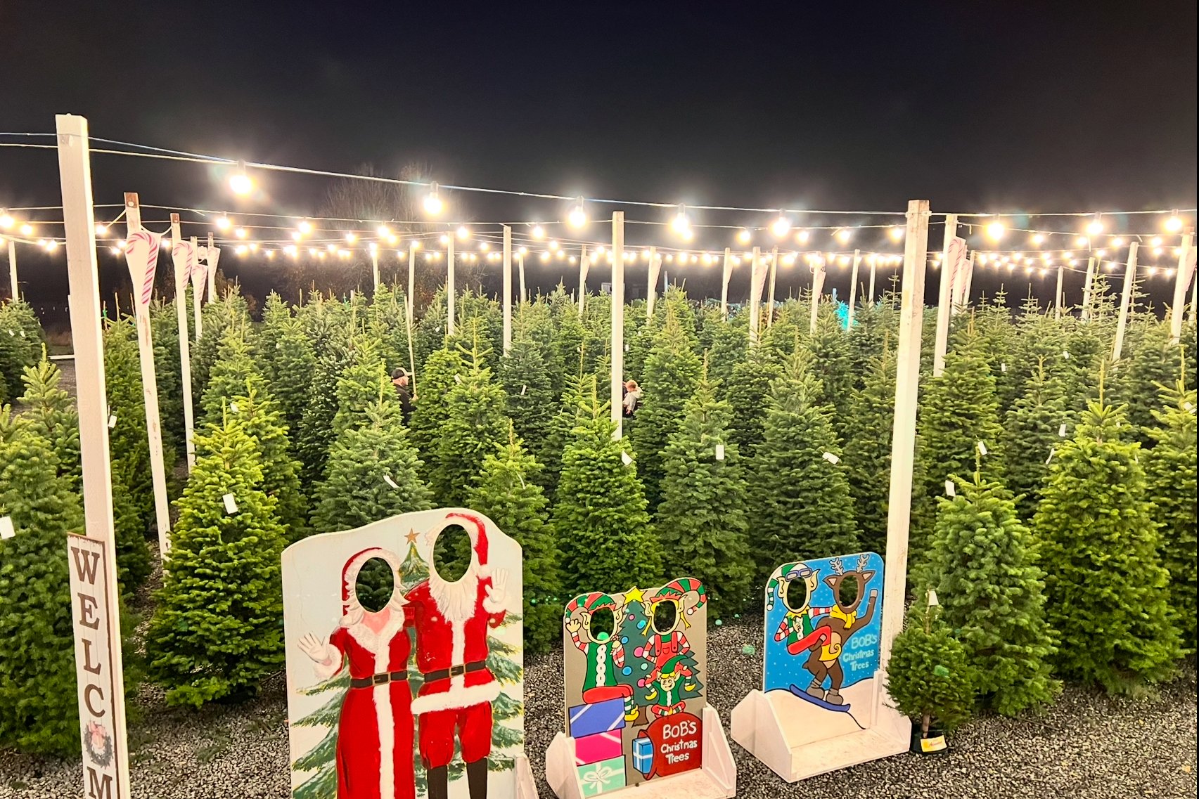 Christmas tree lot with rows of Christmas trees under string lights at night, decorated holiday standee cutouts, and candy cane decorations.