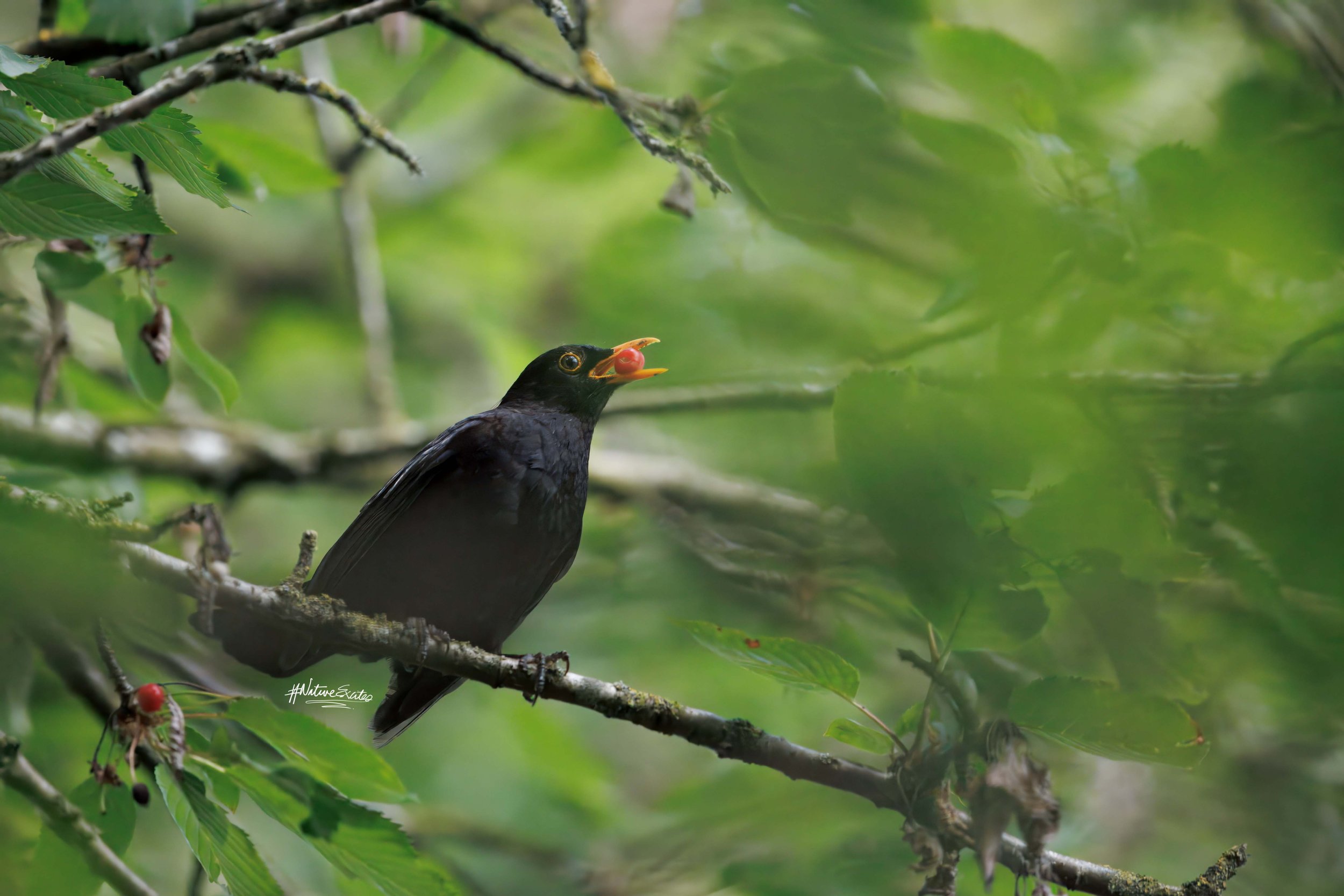 A Berry-Bright Encounter at Amwell