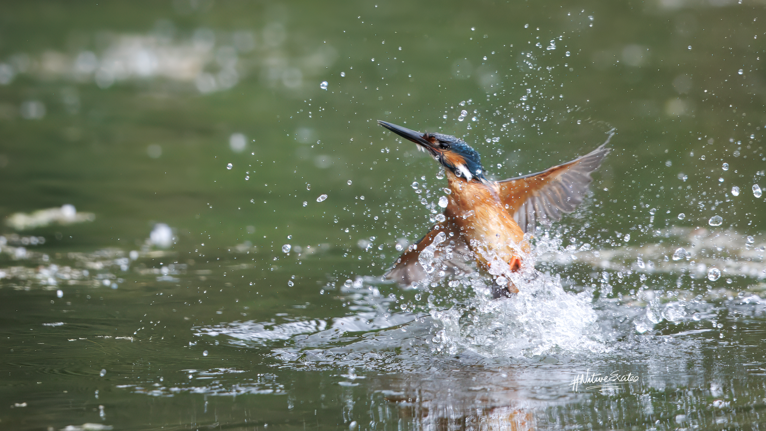 Male common kingfisher photographed at Rye Meads Nature Reserve in Hertfordshire, emerging from the water after a bathing dive. A detailed British wildlife image showing vivid plumage, flying spray and wetland action.