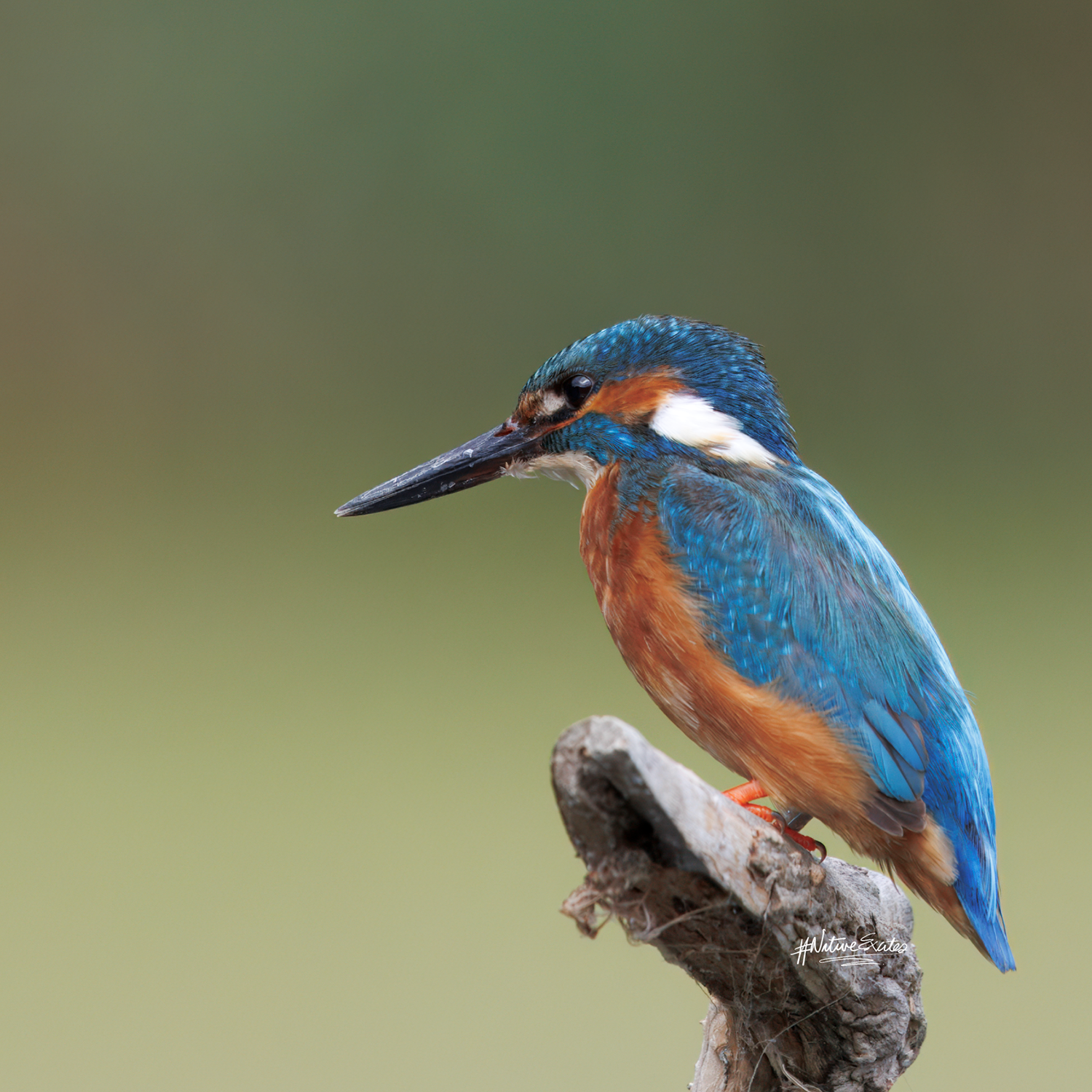 One Fish, One Nest, One Reserve Worth Saving