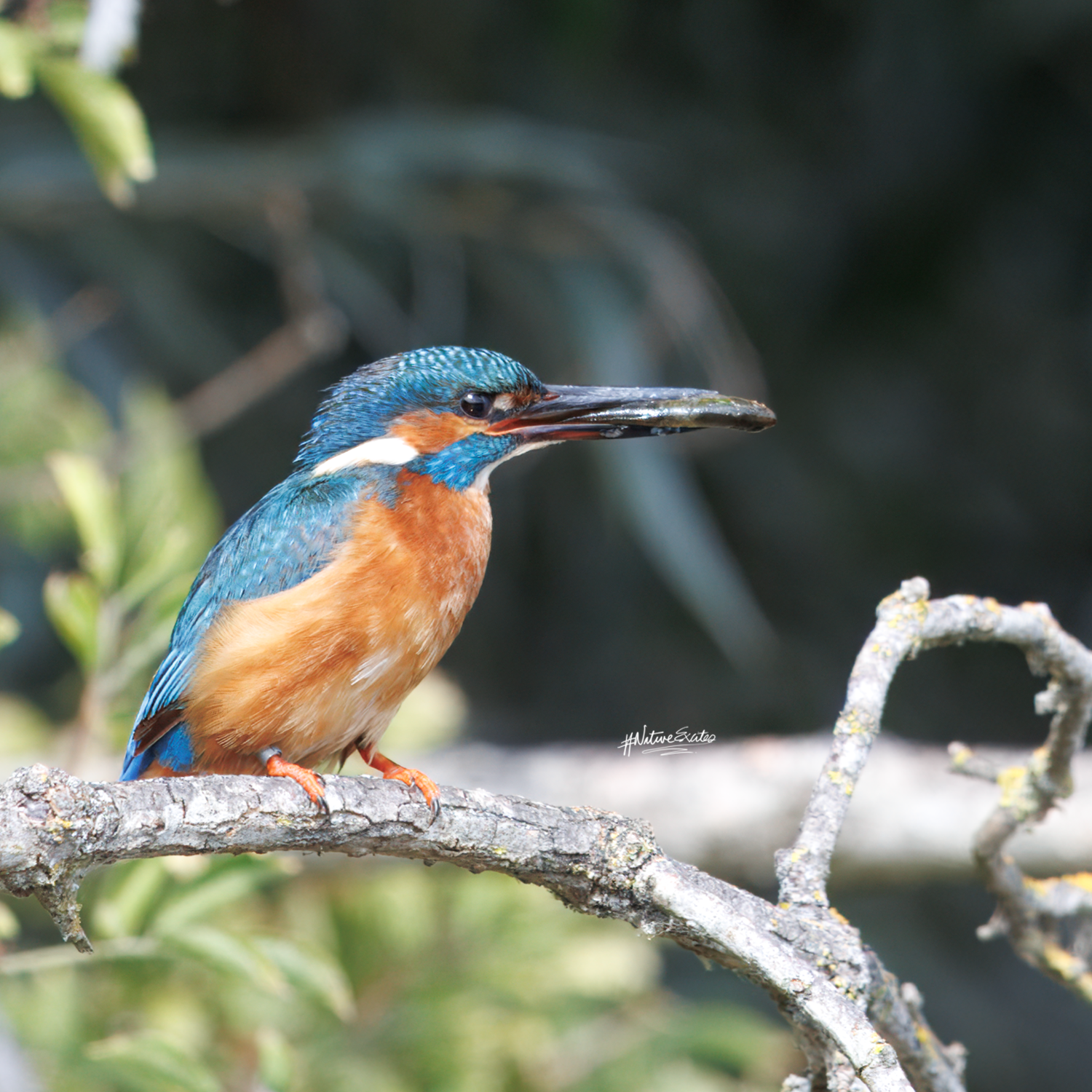 What a Summer with Kingfishers Has Taught Me