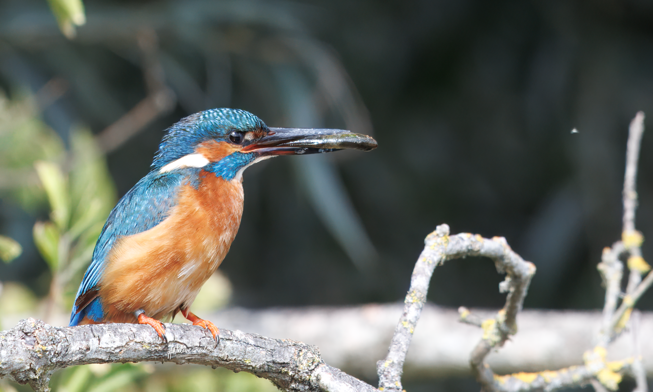 A female kingfisher perched on a branch with a fish in her beak, waiting to enter her nesting burrow and feed her chicks.