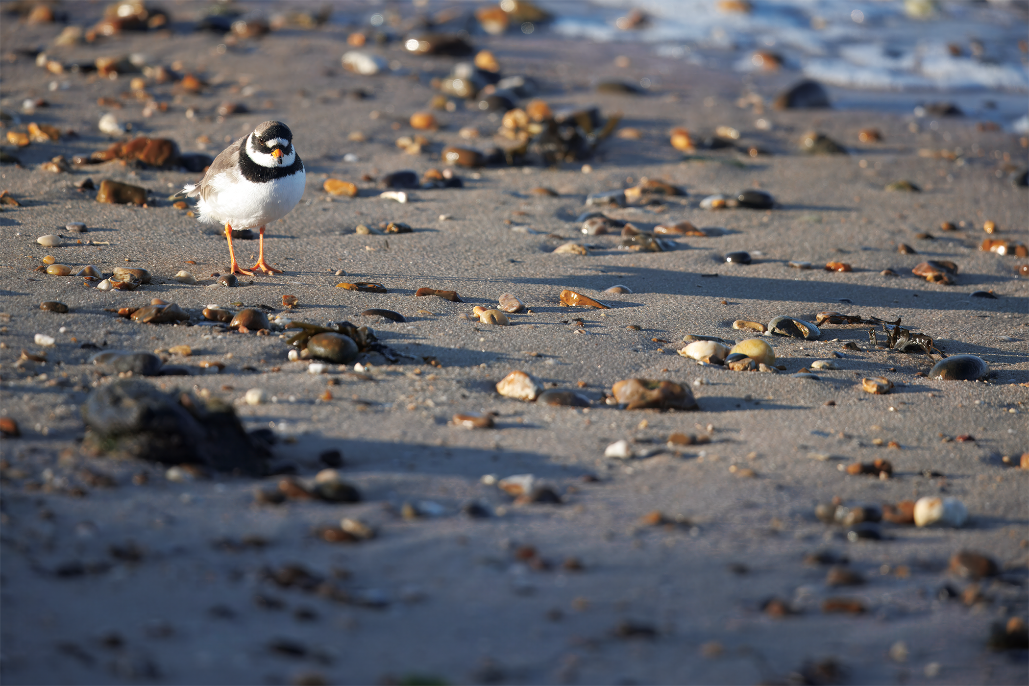 SEO Title: Little Plover on Blackwater River, Essex | Nature Excites
Alt text: Little plover standing on pebbly sand at Ramsey Bay on the Blackwater River, Essex, with soft sea blur behind.