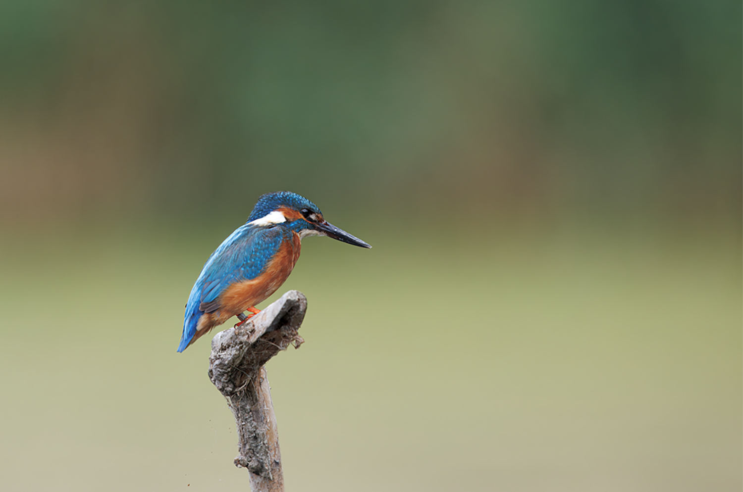 A male common kingfisher watches the water at RSPB Rye Meads before diving