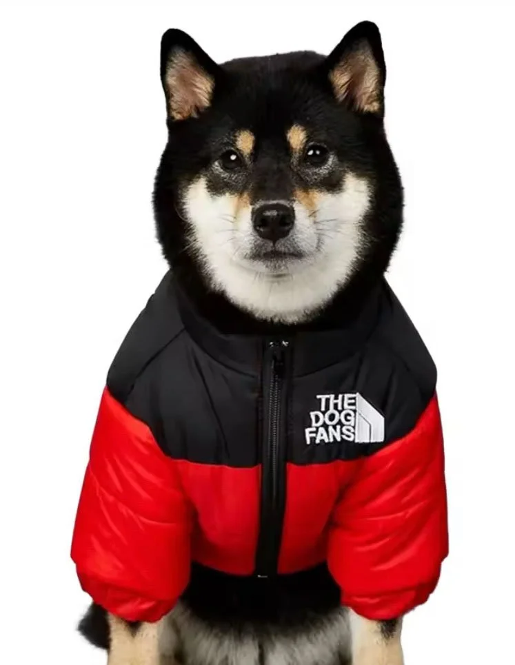 Campi dog leash in orange