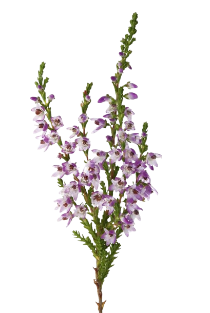 depositphotos_6785186-stock-photo-purple-heather-branch-removebg-preview.png
