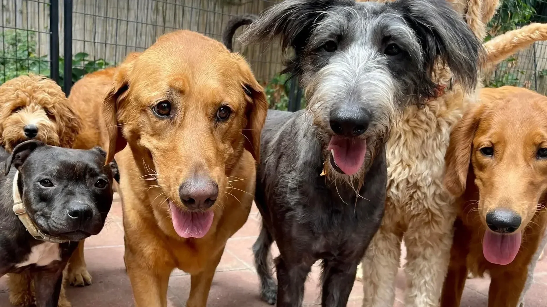 Group of six dogs of various breeds and colors standing close together, outdoors on a patio, with a wire fence and greenery in the background.