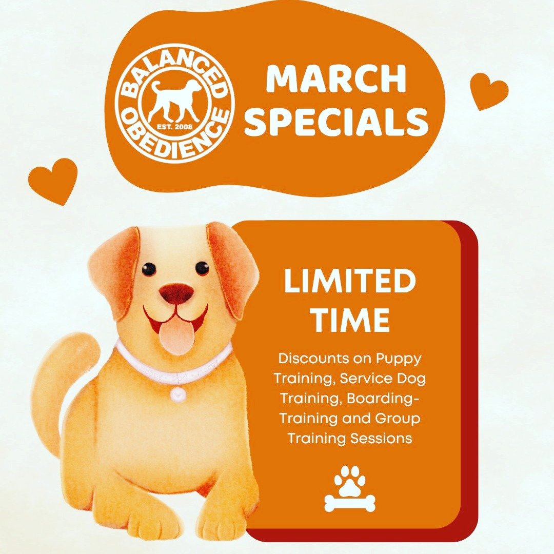 March is a great month for dog and puppy training. 🐶 
Message us here at Balanced Obedience for special discounts up to 50%.
In person training on Oahu and virtual training worldwide.
#hawaiidogs #hawaiidogtrainer #dogtrainer #dogsocialization #dogb