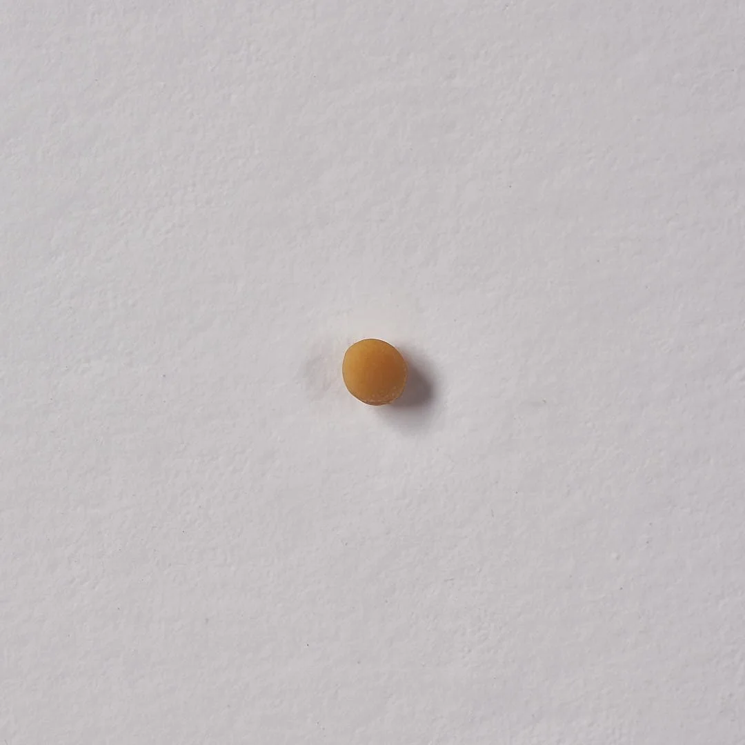 Mustard Seed Macro - Anthony Nowack - web.jpg