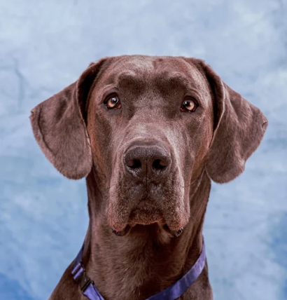 Great Dane; pet friendly photo studio