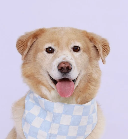 Golden dog with clean white background photo.