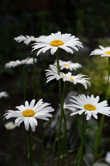 729132B3-7991-4DA2-9A7D-B8AD8F0D5C98_4_5005_c.jpeg