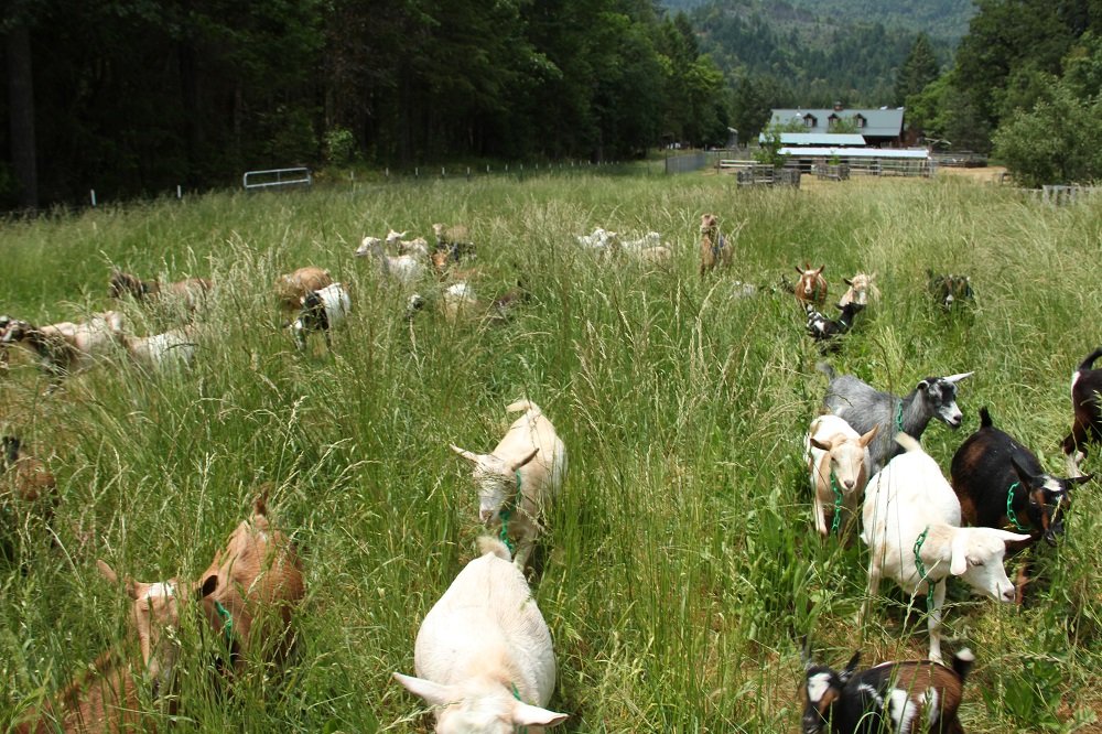 pasture browse - Copy.JPG
