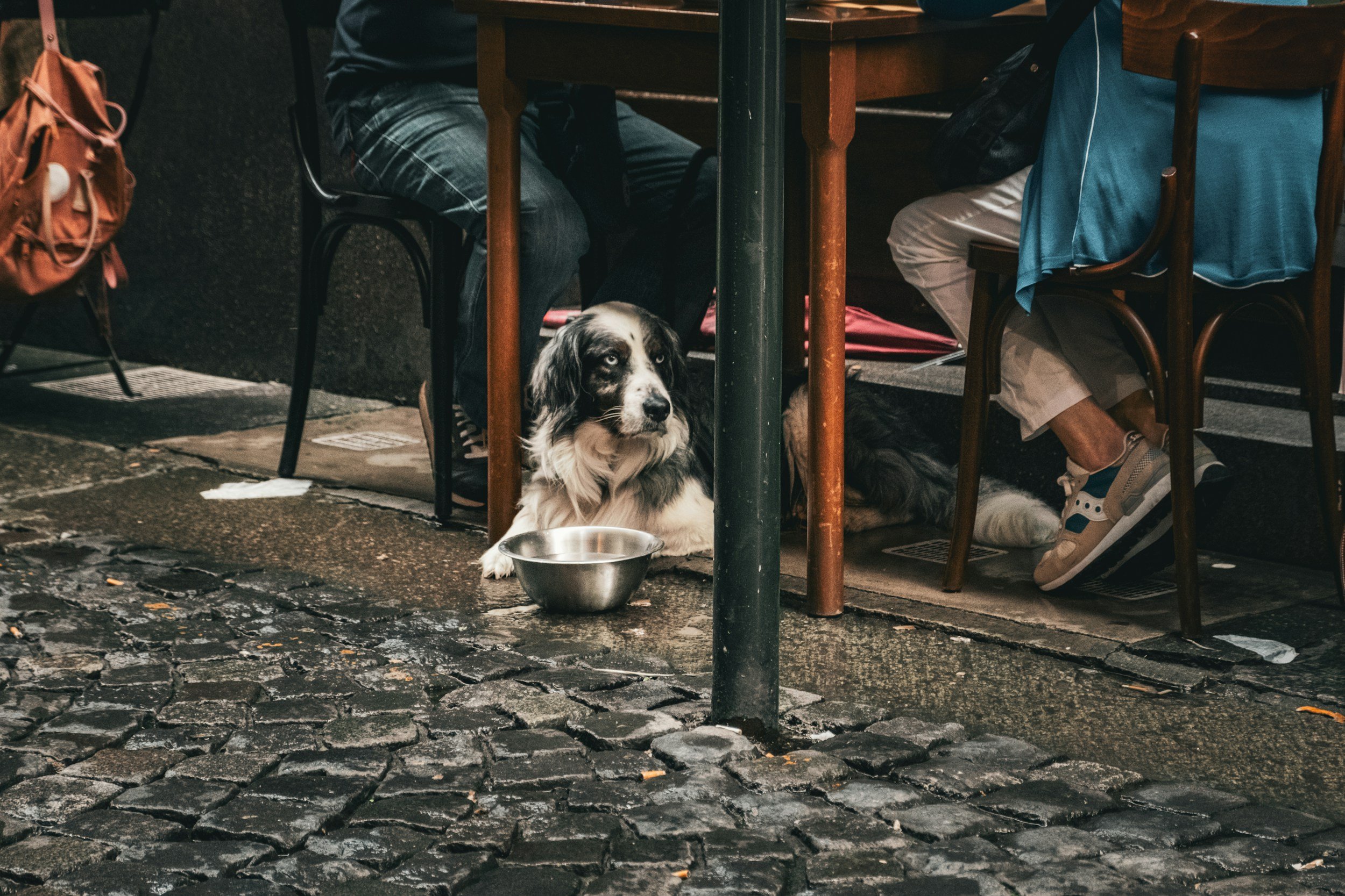 50+ Dog-friendly Wine Bars Around Australia