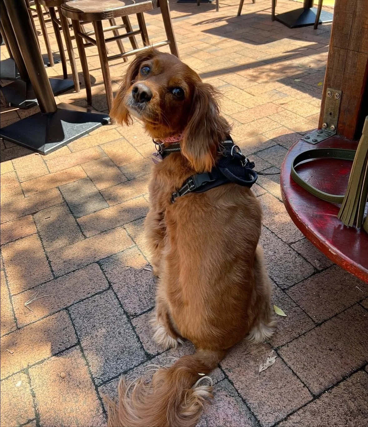 Tucked away in Naremburn, @flatrockbrewcafe is a quaint little beer-focused watering hole serving up local vibes, casual eats and craft brews that hit the spot. While you sip, your pooch can cool off at the doggy bar &mdash; complete with fresh water