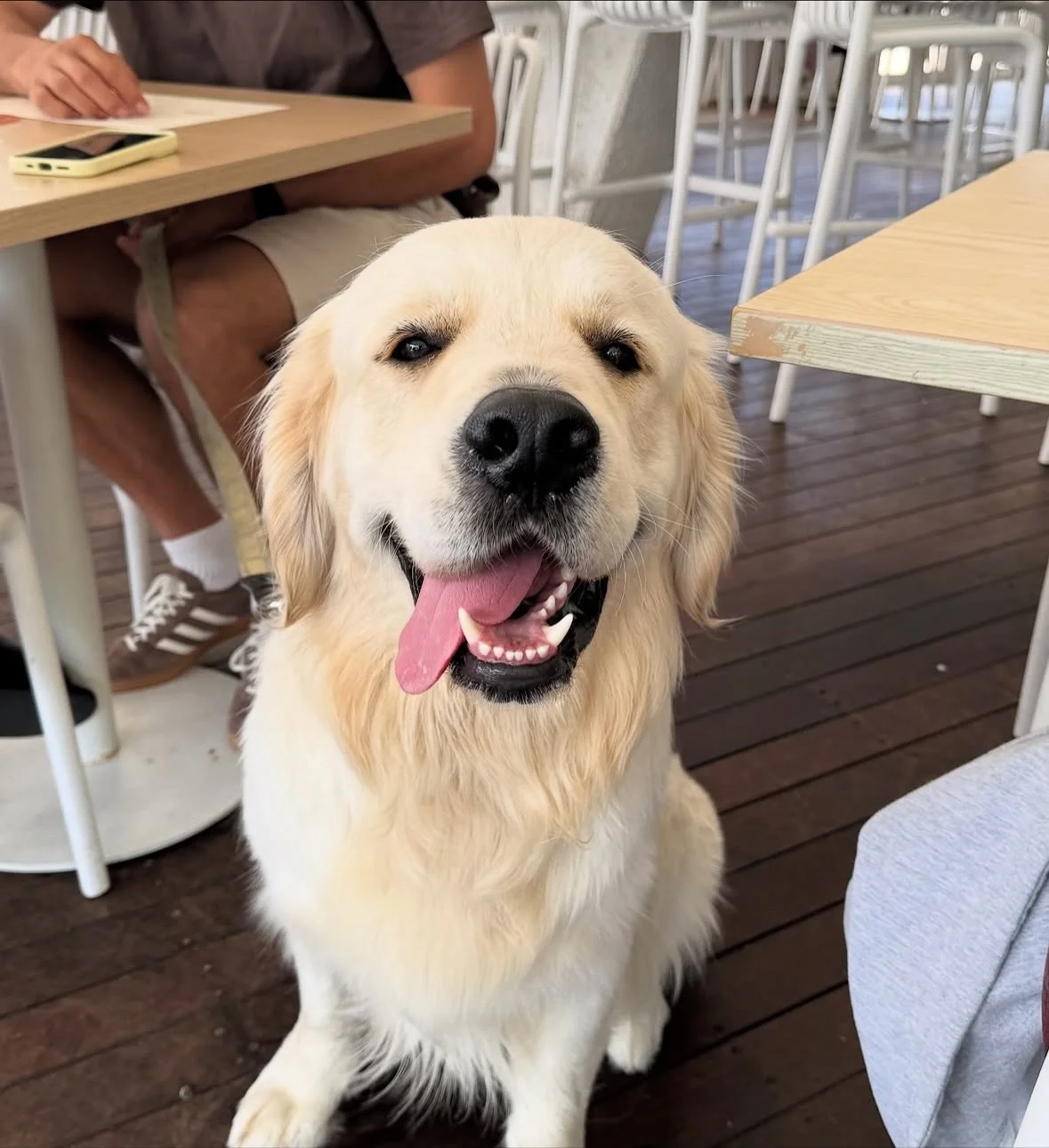 @kefi__cafe has your dog-friendly Mediterranean brunch well and truly sorted 🐾✨

📷 @kefi__cafe @poodle.eats