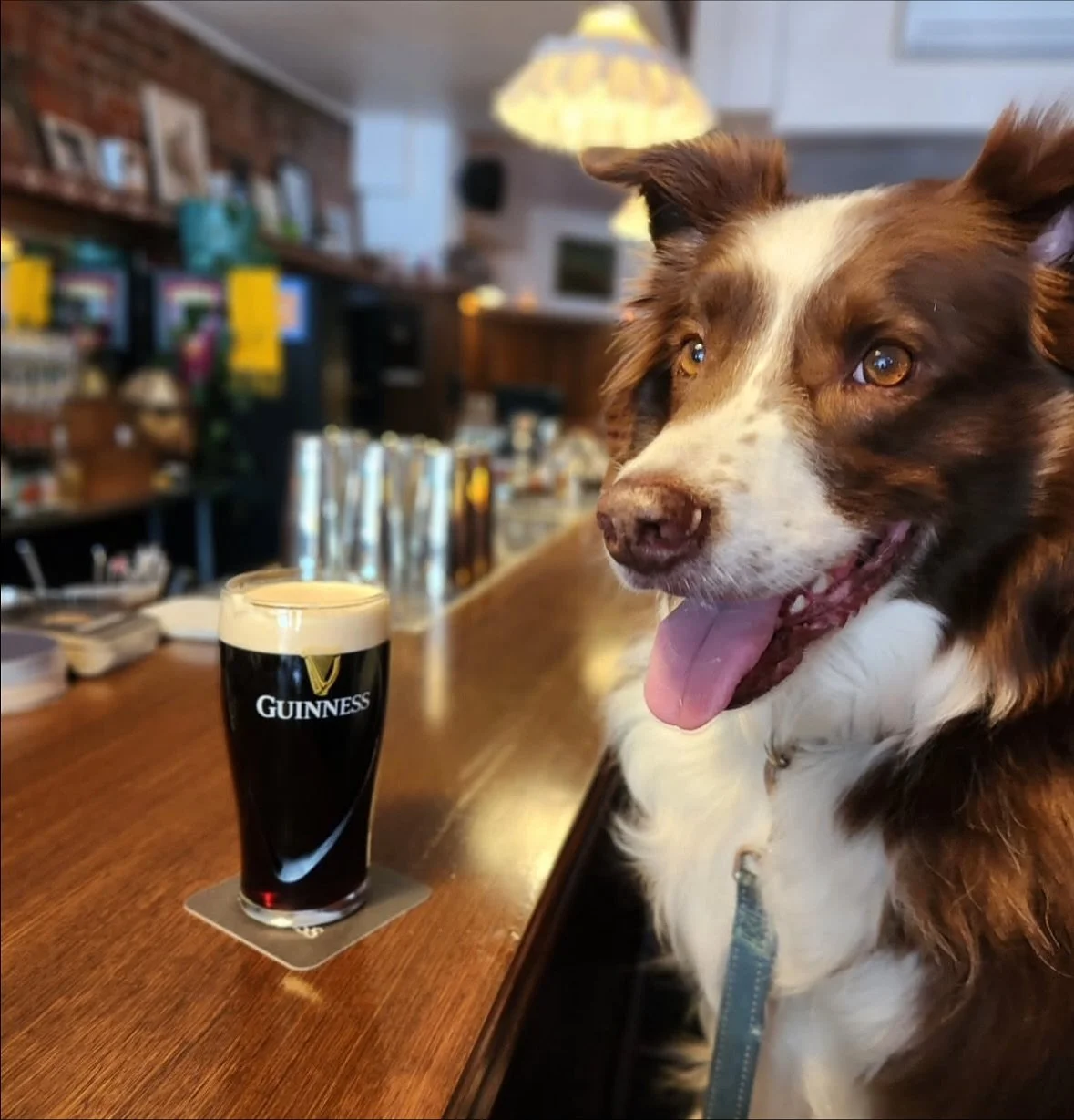 If it&rsquo;s not already on the list, add it immediately! @pendant.publicbar has to be Melbourne&rsquo;s most pooch-friendly neighbourhood bar 🐶👏🐾