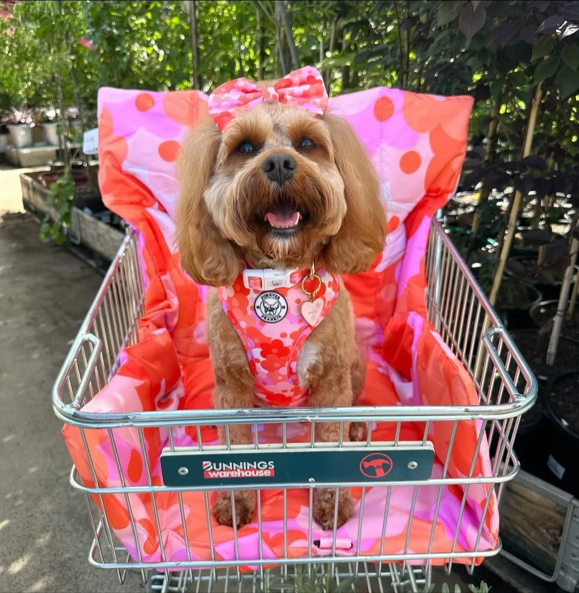 An appreciation post for the doggos of @bunnings - May you all have found a dropped snag on the floor&hellip; or at least scored a cheeky bite of your rent&rsquo;s sausage sanga 🌭😏🐾