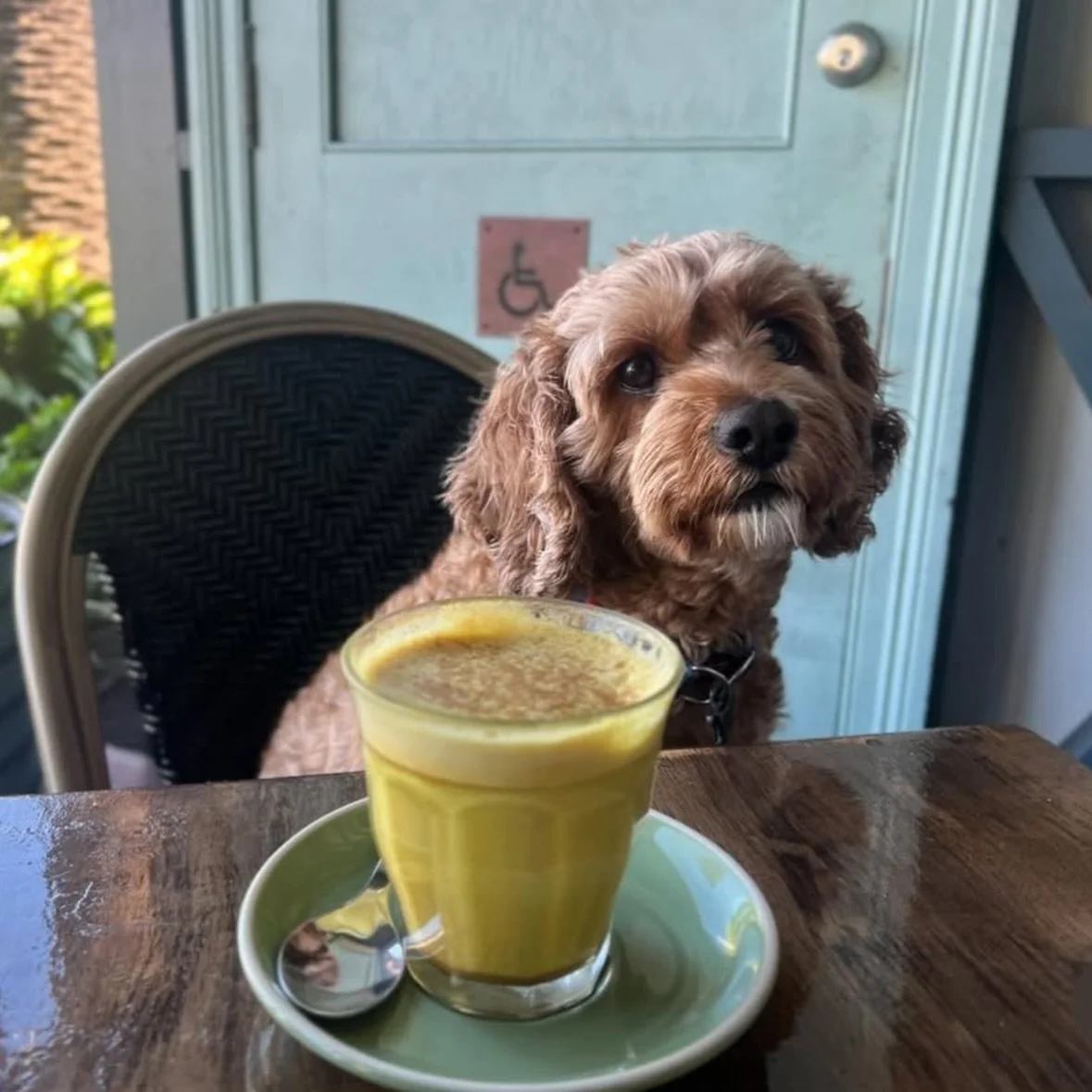 Nestled inside a heritage-listed community hall, @thecovediningco is Abbotsford&rsquo;s cosy little gem serving up all your brunch faves (and yes, even high tea 👀). Snag a sunny spot on the verandah, settle in with your pooch by your side, and let t