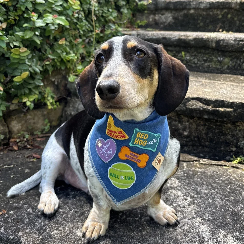 A Spoilt Dog Gift Guide 🎁🐾🐶