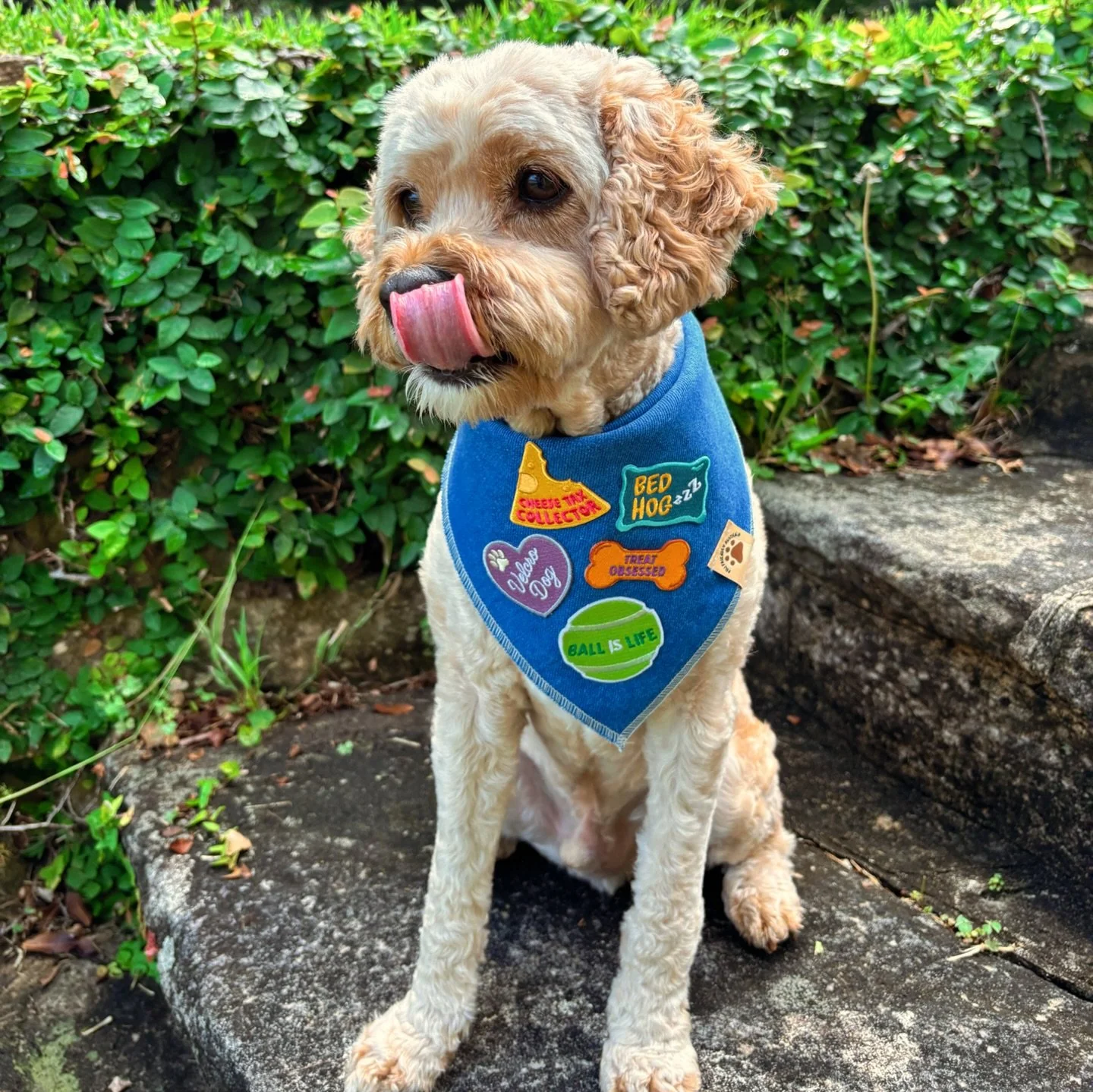 Last chance to order before Christmas🎄 🐾 🎁 The perfect gift for dogs with main character energy.

Choose your bandanna, pick your pawsonality patches, iron on and you&rsquo;re ready to go. 

Limited stock, grab yours now ✨