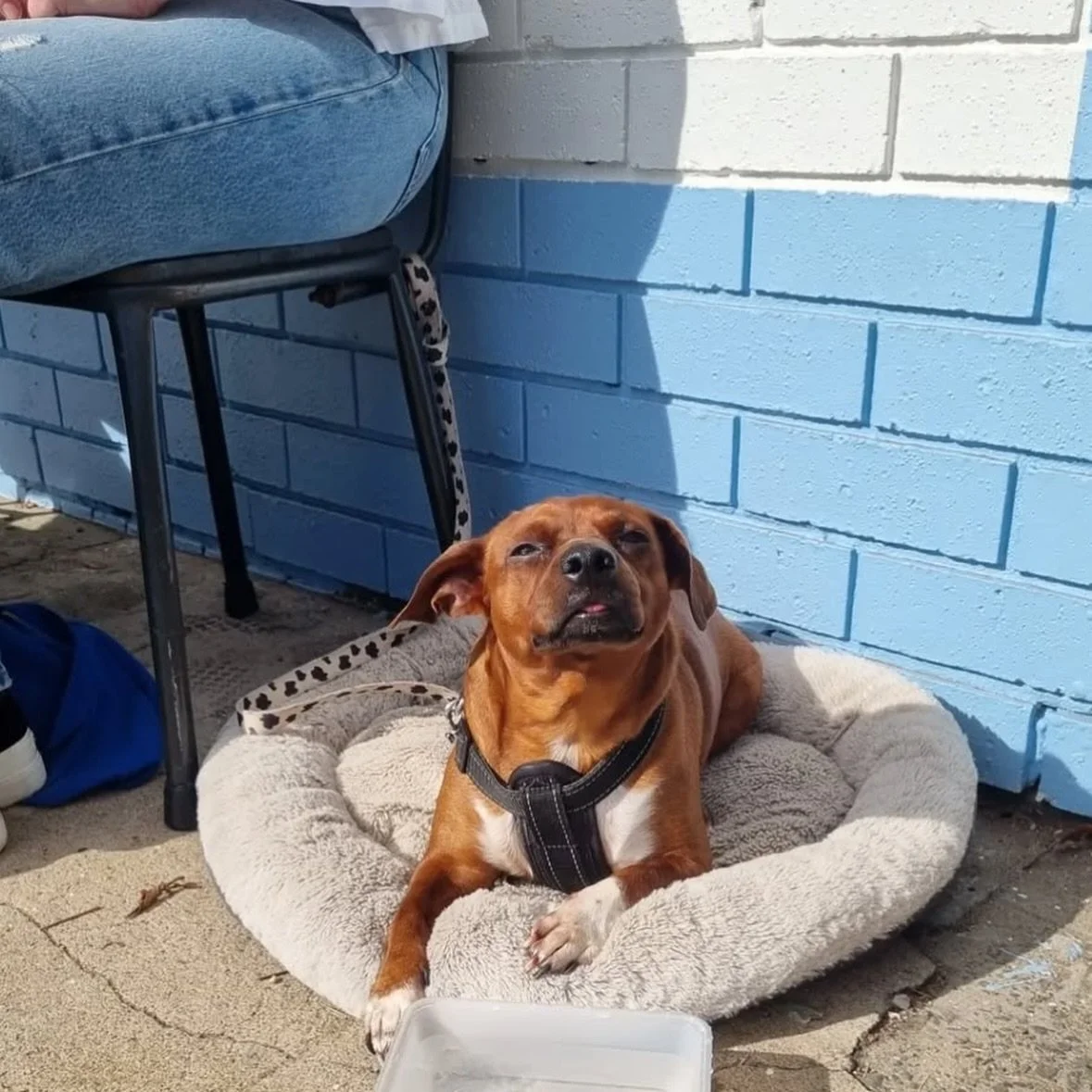 Retro eats &amp; happy pooches at Carrington&rsquo;s coolest 70&rsquo;s inspired diner @fairmont.diner 🐾☕️🍳