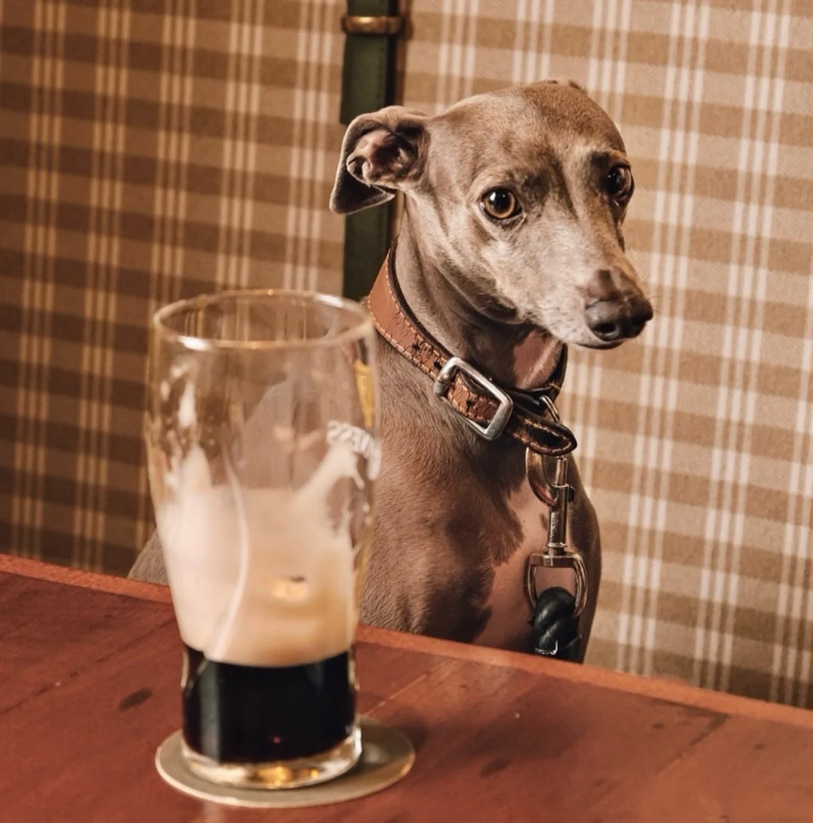 The Guinness is flowing , the proper pub feeds are being served and dogs are welcome. @thebeekeeperbondi is officially on our must visit list🐾🐶

@dogfriendlyi