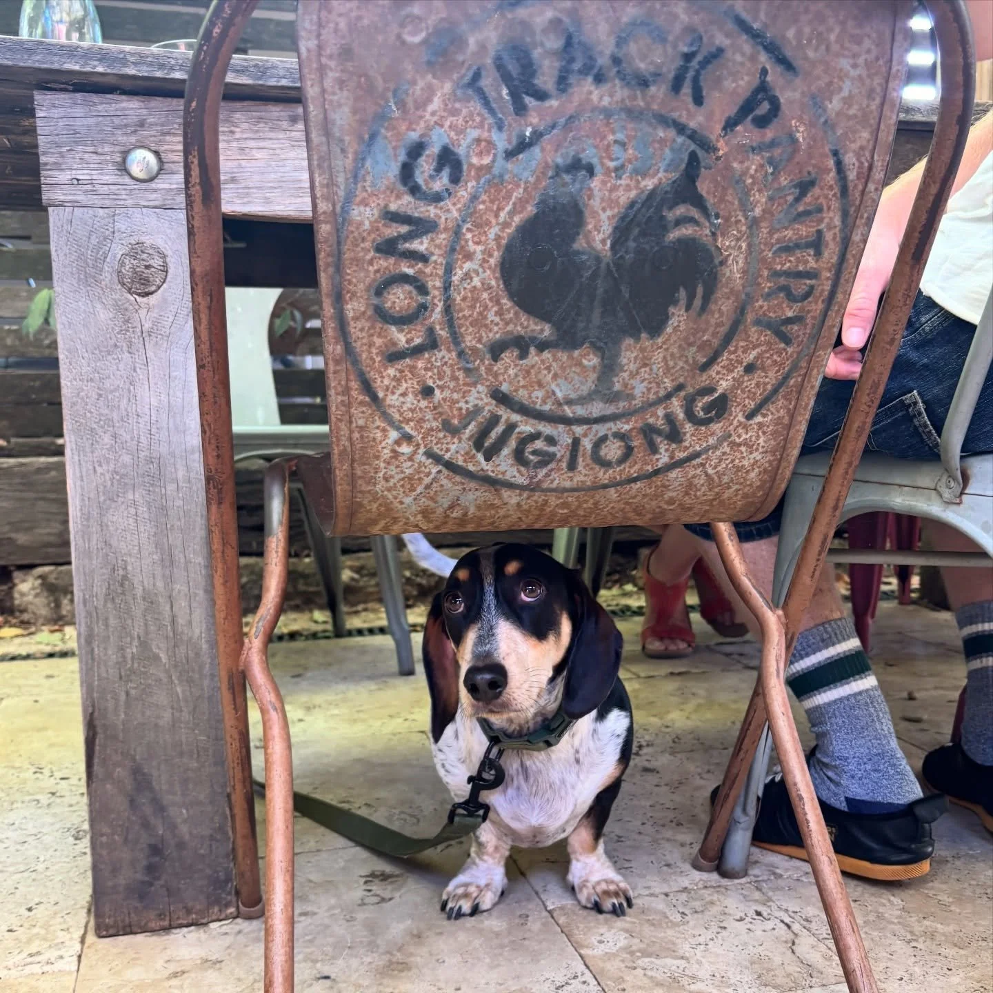 A must stop for us on any road trip between Sydney, Canberra or Melbourne is the @longtrackpantry at Jugiong 🥪 bustling with country charm and making all their own pantry essentials, it&rsquo;s the perfect stop to stretch your legs (and paws) and ha