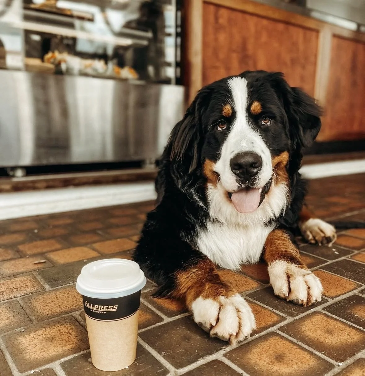 Talk about vibes, @buckleyschance was made for long dog friendly brunches in the sunshine ☀️🐾