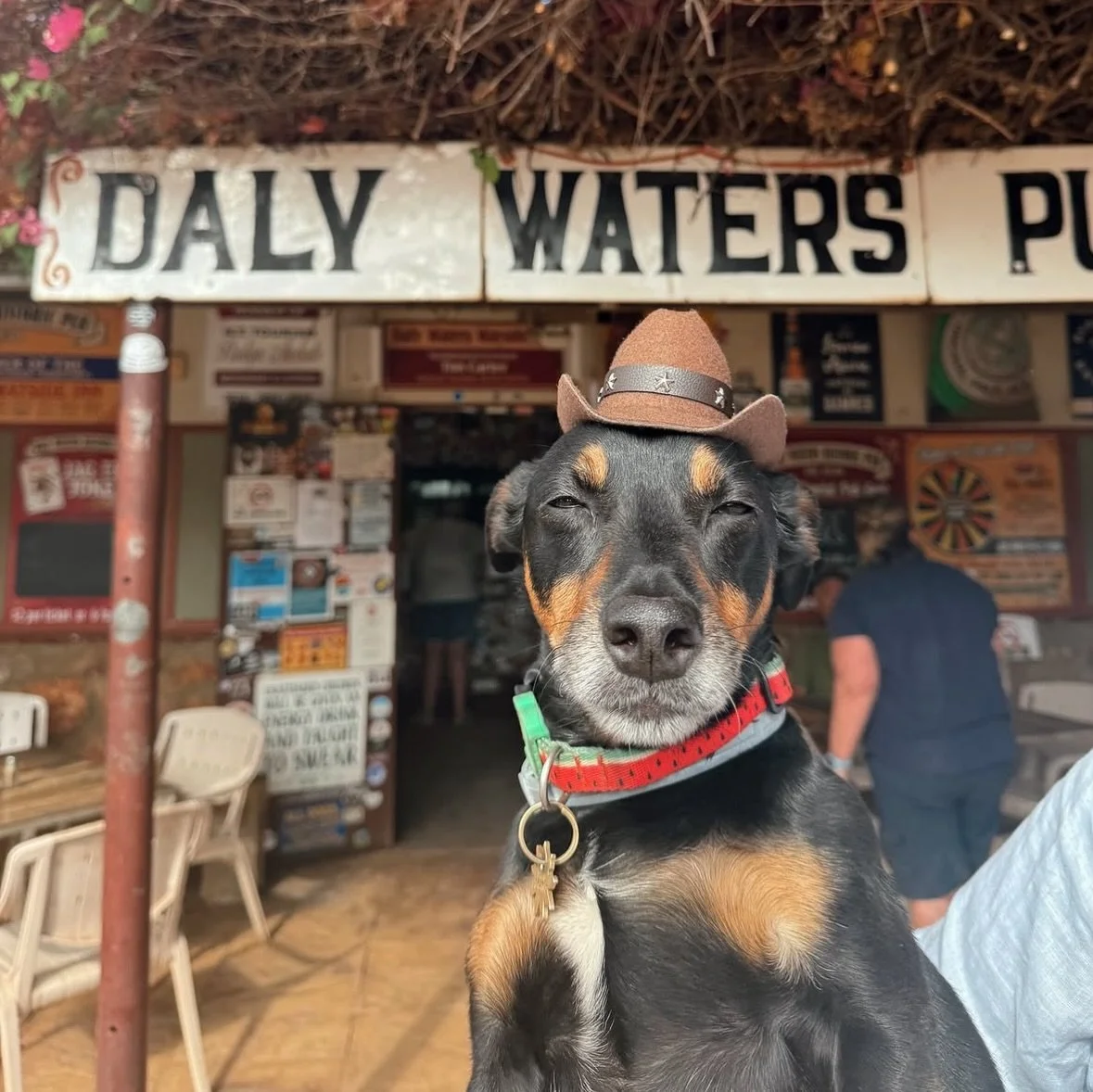 Dusty roads, wagging tails in the passenger seat and pit stops at some bloody iconic Outback pubs 🐾🍻 This is how you road trip in Australia 🇦🇺🦘