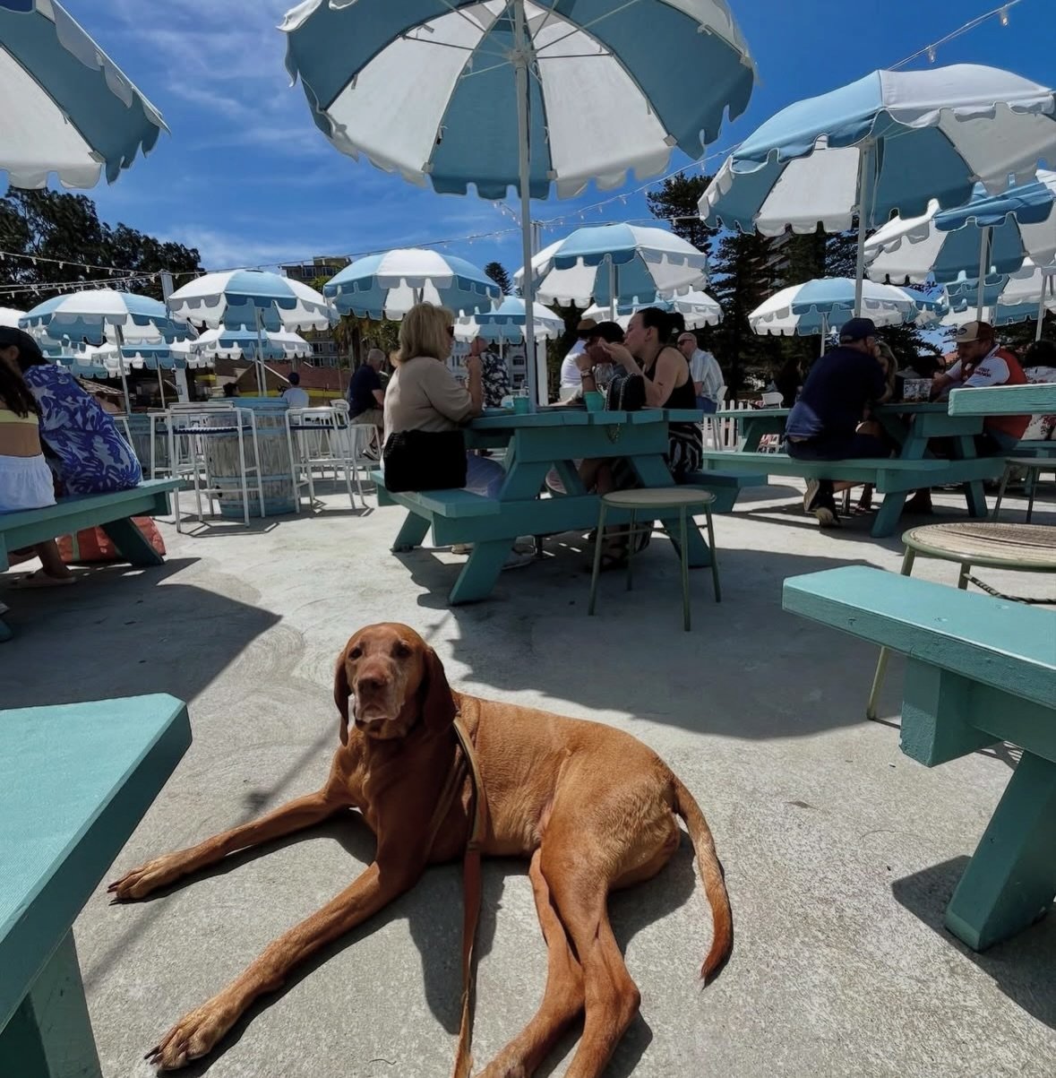 Soak up the last of summer at the @espymanly with seaside sips and a four-legged plus one 🌊🐾

#dogfriendlysydney #manly