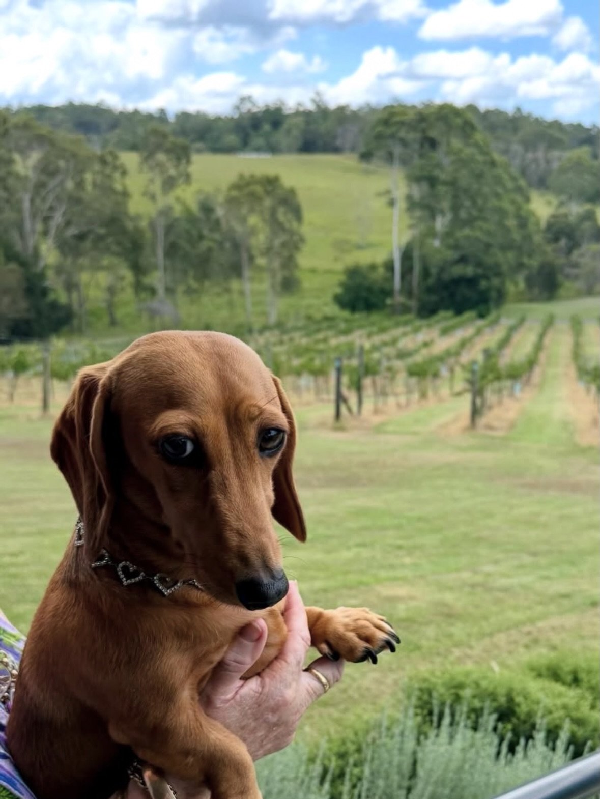 Paws, pours and valley views @oceanviewestates 🐾🍷 Dog-friendly winery and scenic stays just outside Brisbane and yes, your pup is invited too. 

#dogfriendlyqld #dogfriendlybrisbane