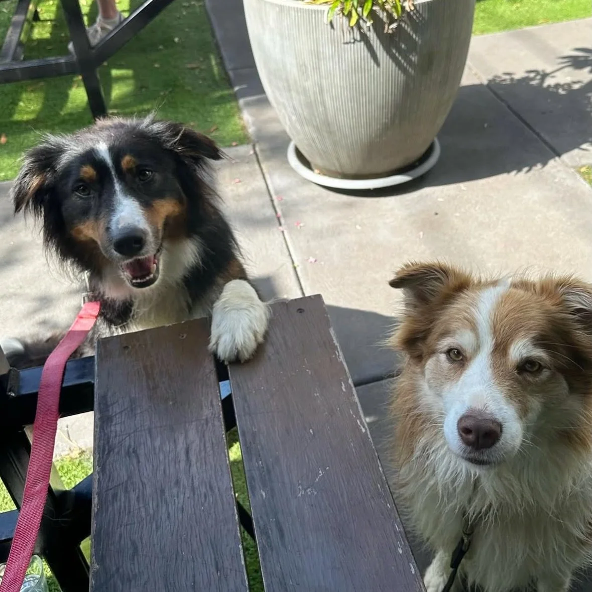 You can never go wrong with a cafe that adores pooches, and @onepeartree has to be up there offering puppuccinos and complimentary treat for all the four-legged friends 🐾☕️

#dogfriendlymelbourne #puppuccino