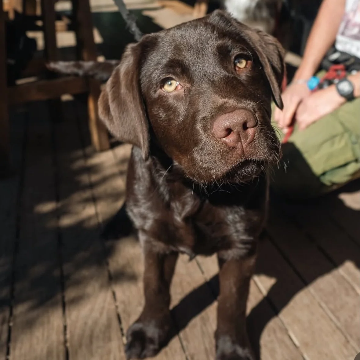 The hardest part about visiting @merricksstore ? Deciding which incredible cake to order with your coffee.

Grab a seat in the stunning garden, soak up the slow Mornington Peninsula vibes and bring your pooch along for the outing too 🐾☕🍰 

#dogfrie