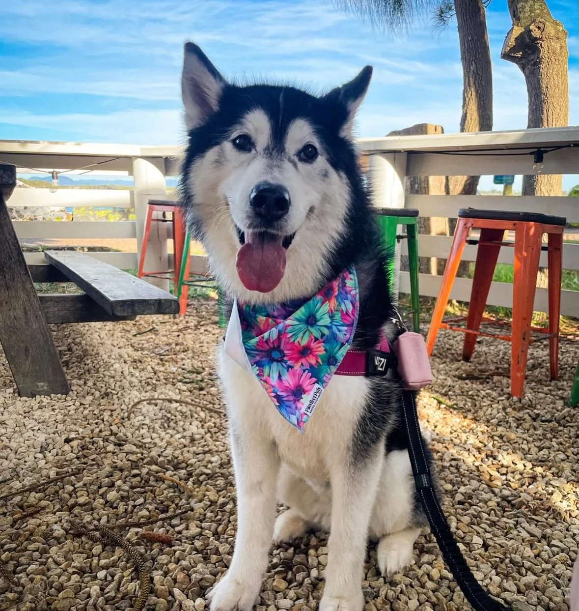 When it&rsquo;s giving tropical island vibes in Port Macquarie, you know you&rsquo;ve found The @littleshack.pmq 🌴🐾

Pooch-friendly and perfectly placed for a post-walk pit stop. Whether it&rsquo;s a morning coffee or an afternoon cocktail, this li