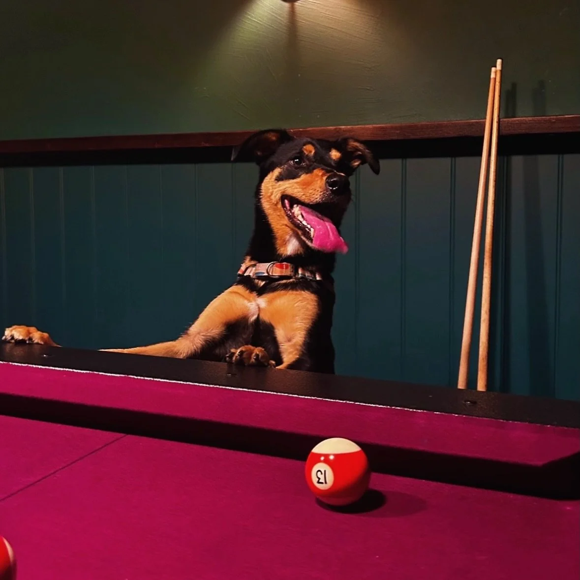 A little pool, a lot of pooches at @theeveleighhotel , Redferns laid-back local watering hole 🐾

#dogfriendlysydney #dogfriendlynsw