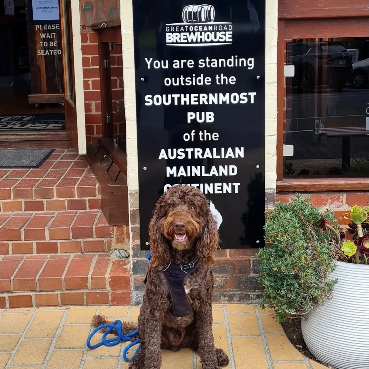 Driving the Great Ocean Road is iconic&hellip; but pulling in at the @gorbrewhouse for a brew or two with your pooch? That&rsquo;s peak Aussie road trip energy 🍻🐾🇦🇺

@luimnelsonandleo @brookesy_in_a_troopy 

#dogfriendlyvictoria #roadtripwithdogs
