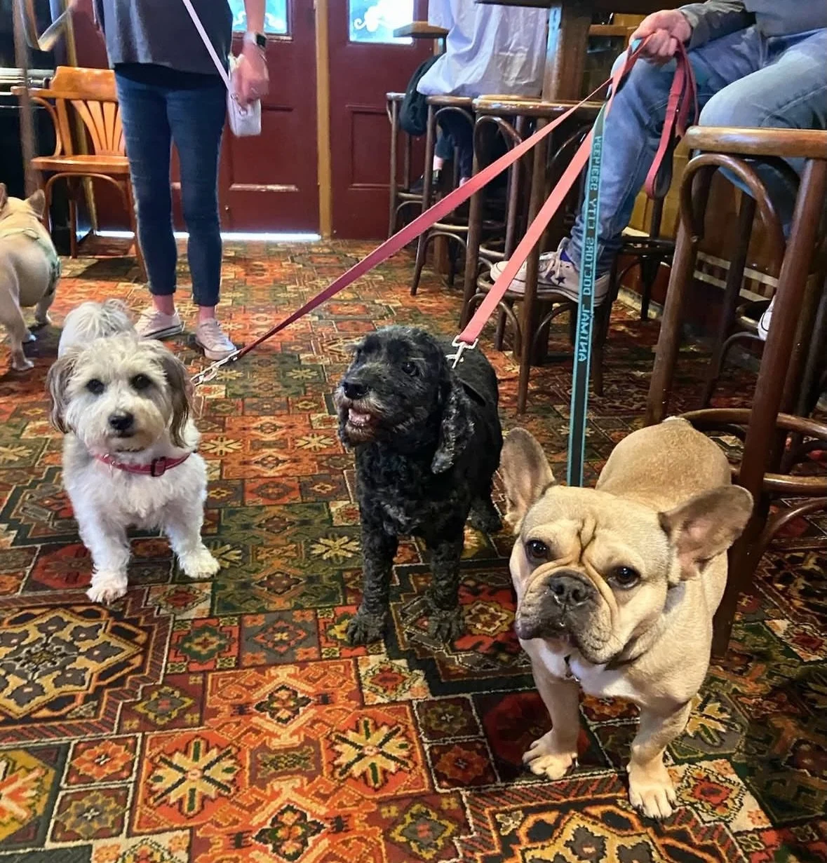 When the &lsquo;walkies&rsquo; accidentally ends at the pub 🤭 

@theshakespearehotel welcomes pooches inside their historic cosy pub, perfect for a rainy day adventure 🐾

#dogfriendlysydney #dogfriendlypub